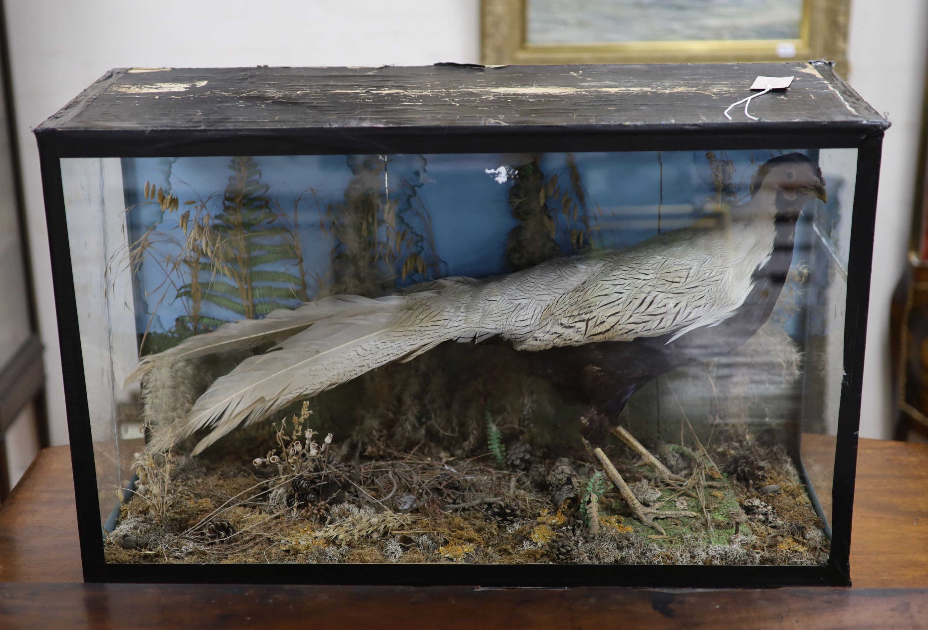 A cased taxidermy pheasant